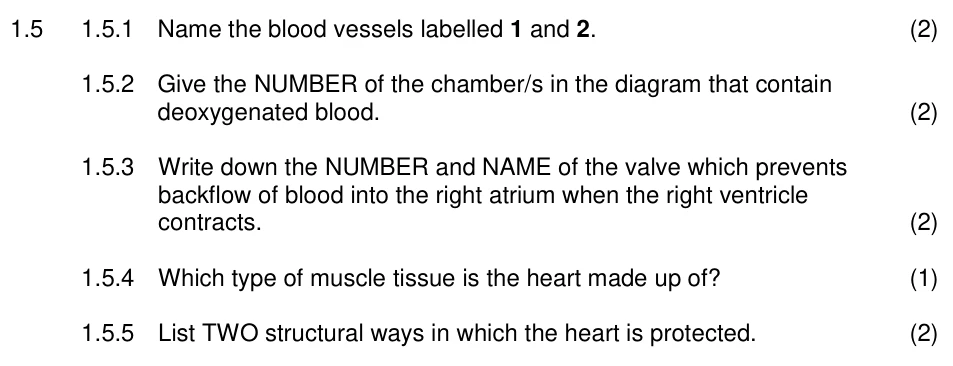 Grade 10 Life Sciences Transport systems in mammals practice question