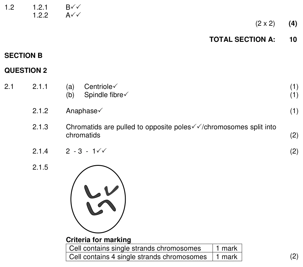 Grade 10 Life Sciences Cell division (mitosis) practice question