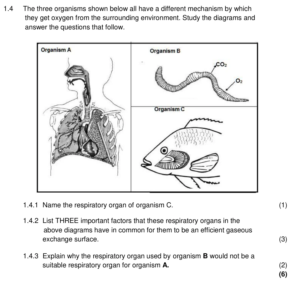 Grade 11 Life Sciences Gaseous exchange practice question