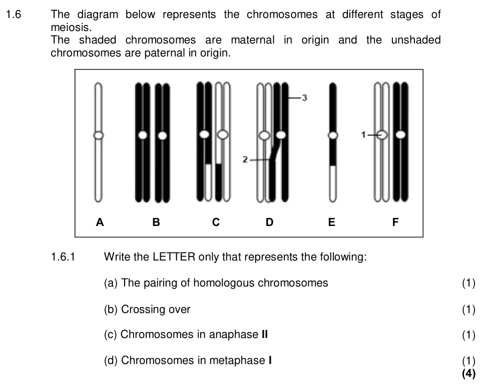 Grade 12 Life Sciences MEIOSIS practice question